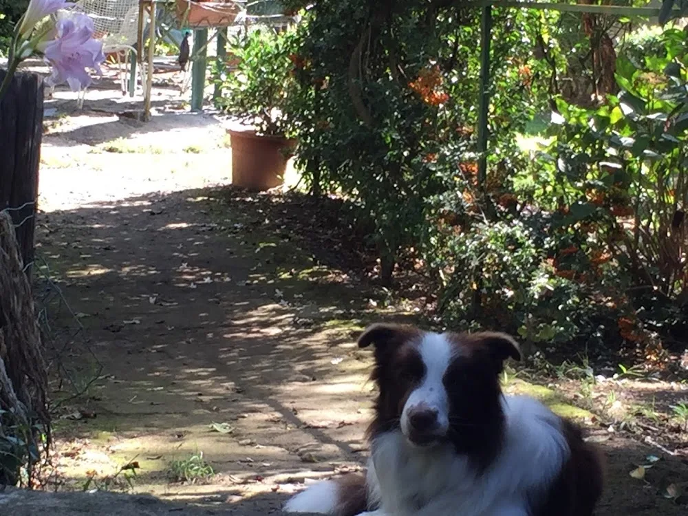 Bauhouse Village - Naples pet otel