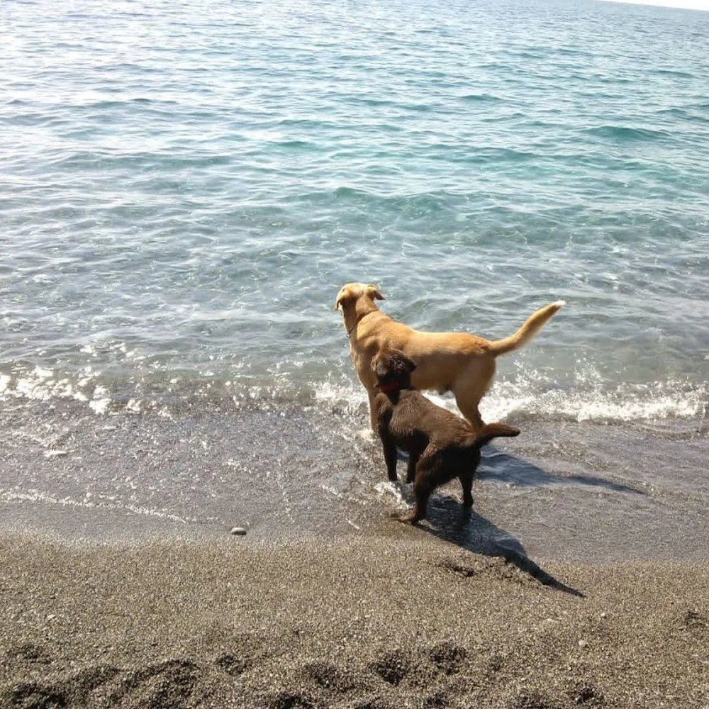 Gaia R. - Family Dog Sitter - Roofus - Naples pet otel