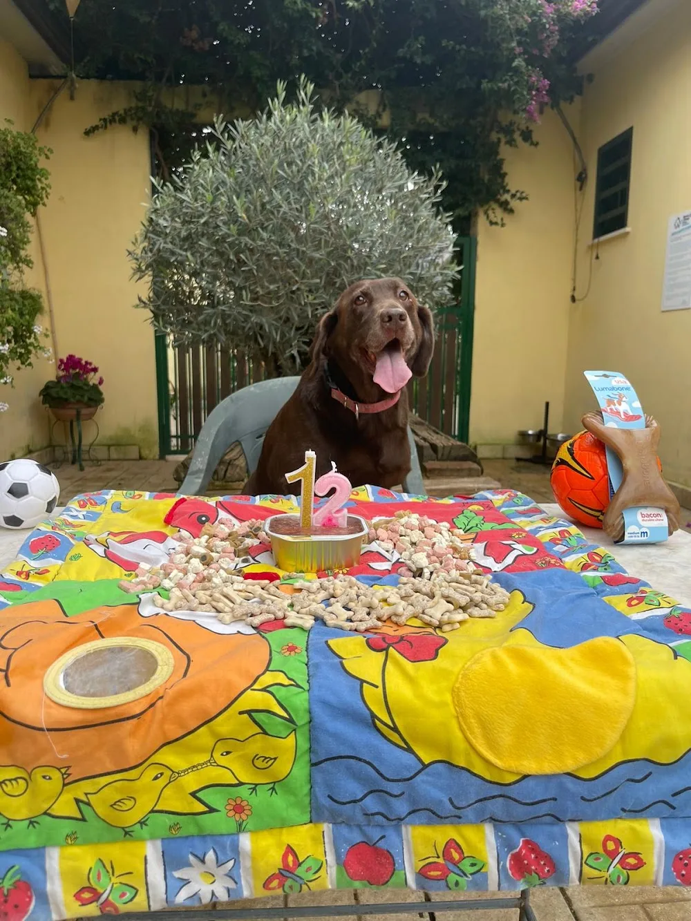 Il riposo di Snoopy Qualiano - Naples pet otel