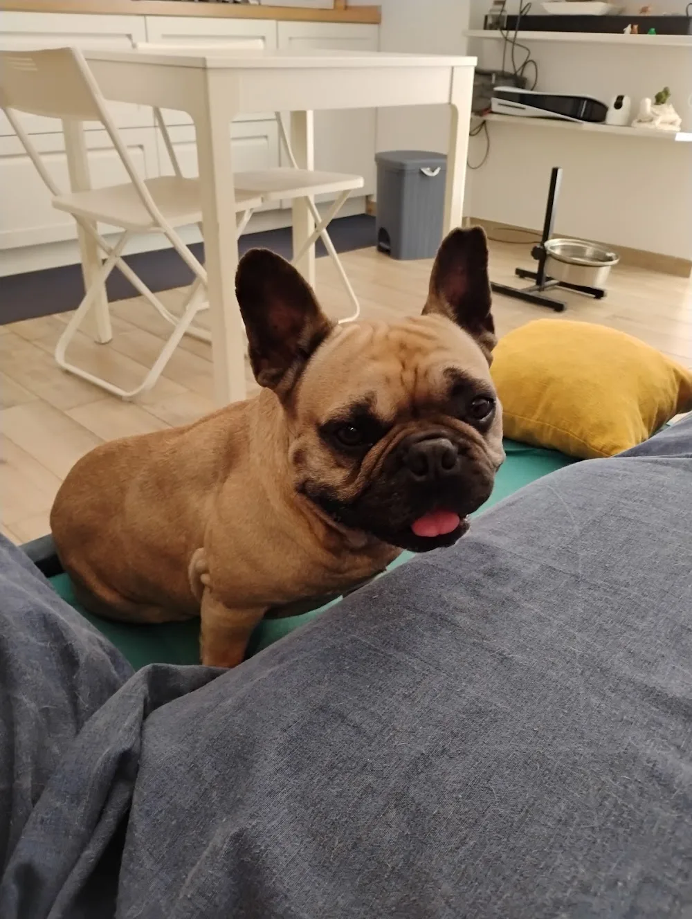 Juliana Dog Sitter Napoli - Pensione Casalinga - Naples pet otel