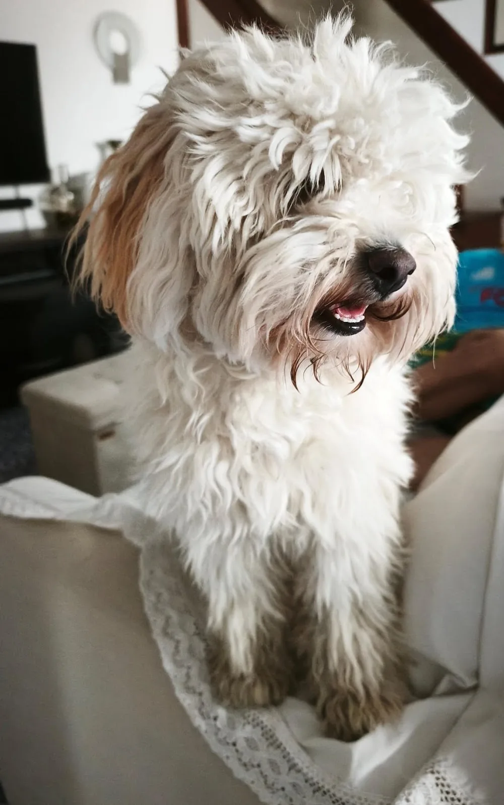 Juliana Dog Sitter Napoli - Pensione Casalinga - Naples pet otel görseli 3