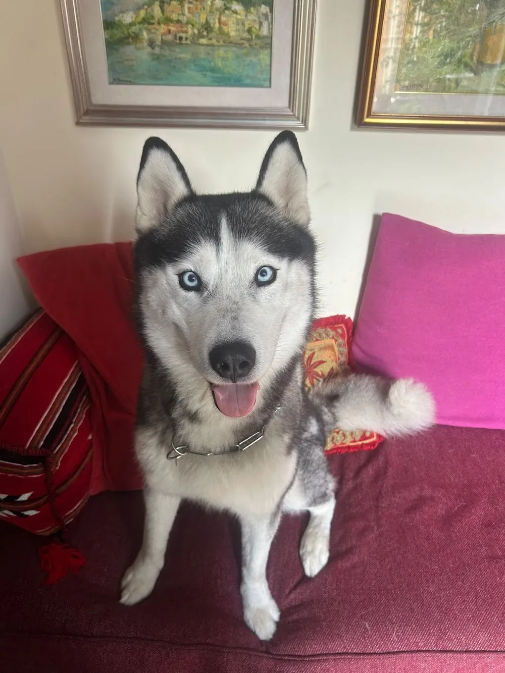 Nadia Dog Sitter Napoli - Pensione Casalinga - Naples pet otel