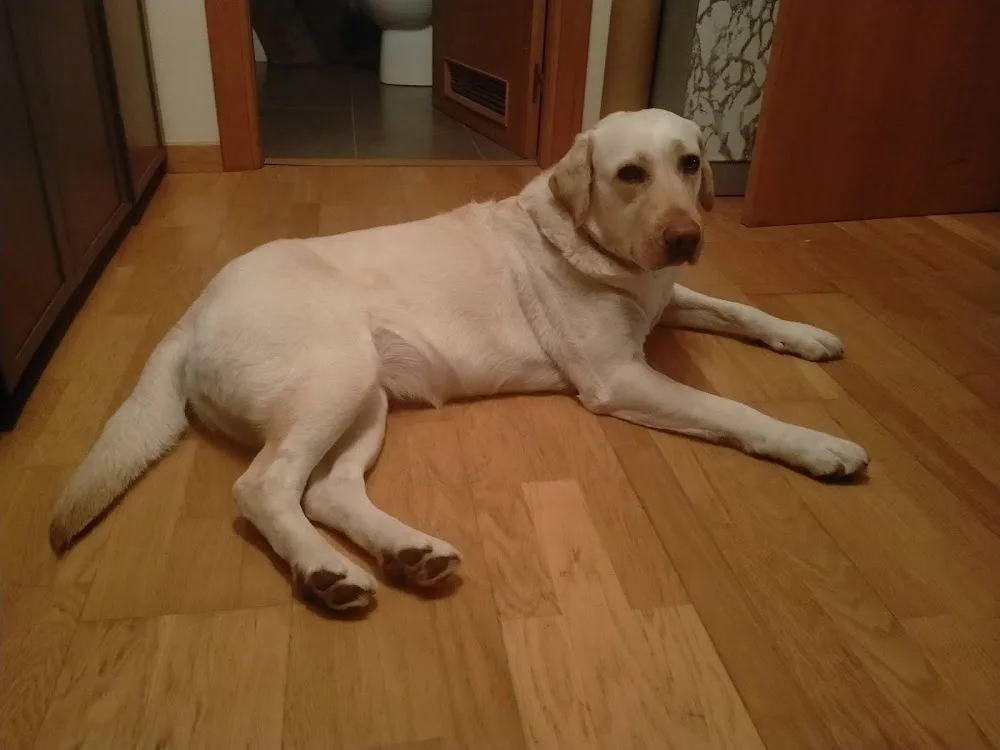 NaturCan – Paseos y Guardería Canina en Pamplona - Navarra pet otel görseli 3