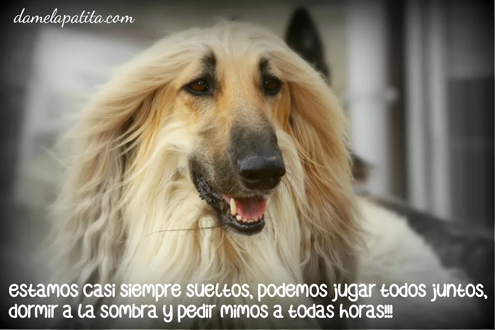 Residencia y Centro Canino Damelapatita.com - Navarra pet otel
