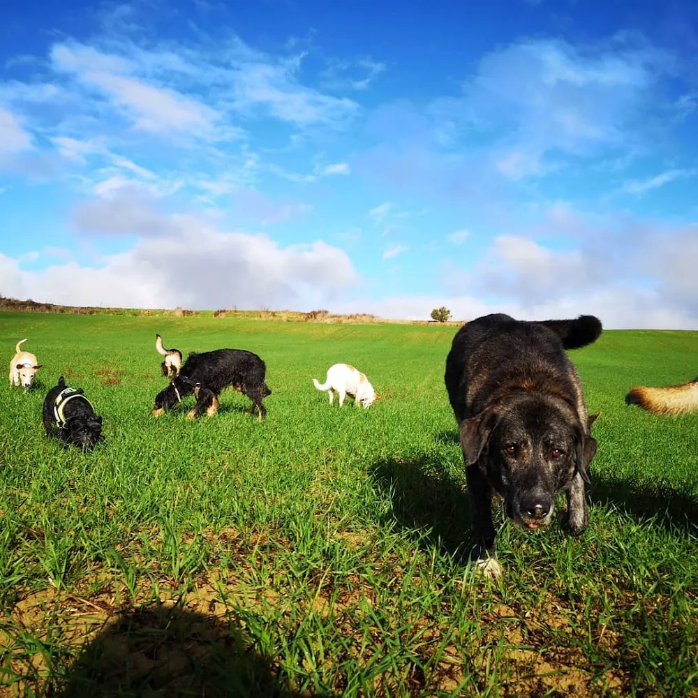 Residencia y Centro Canino Damelapatita.com - Navarra pet otel görseli 3