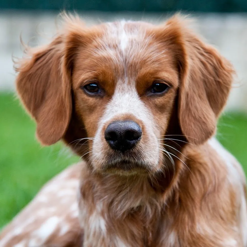 Residencia y Centro Canino Damelapatita.com - Navarra pet otel görseli 5