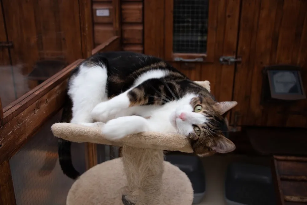Crynant Cattery - Neath Port Talbot pet otel