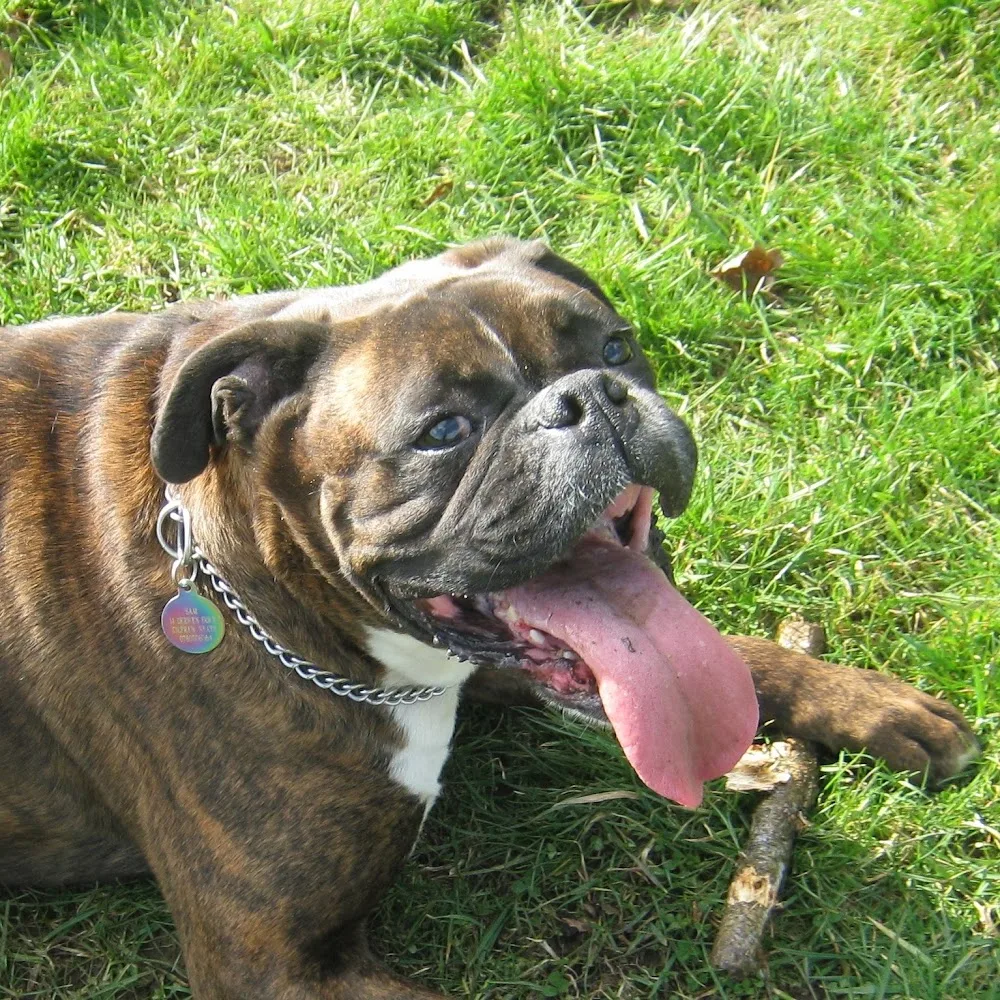 Cwtches Dog Care - Neath Port Talbot pet otel