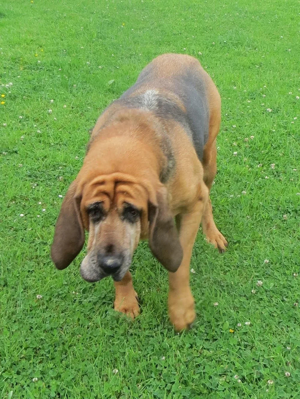 Cwtches Dog Care - Neath Port Talbot pet otel görseli 3