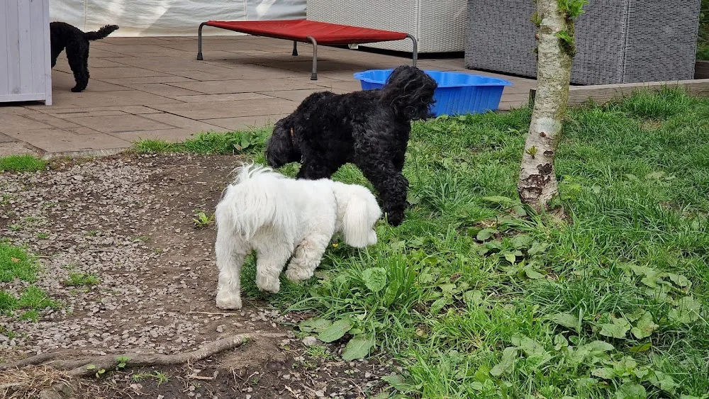 Dalavon Doggy Daycare & Home Boarding - Neath Port Talbot pet otel