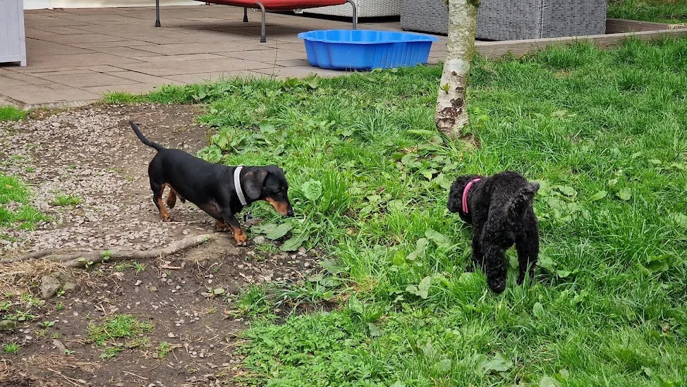 Dalavon Doggy Daycare & Home Boarding - Neath Port Talbot pet otel görseli 3