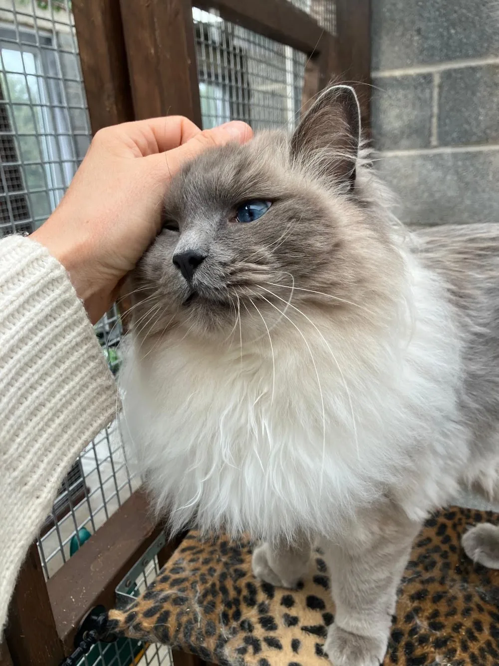 Farm Springs Cattery - Neath Port Talbot pet otel görseli 3