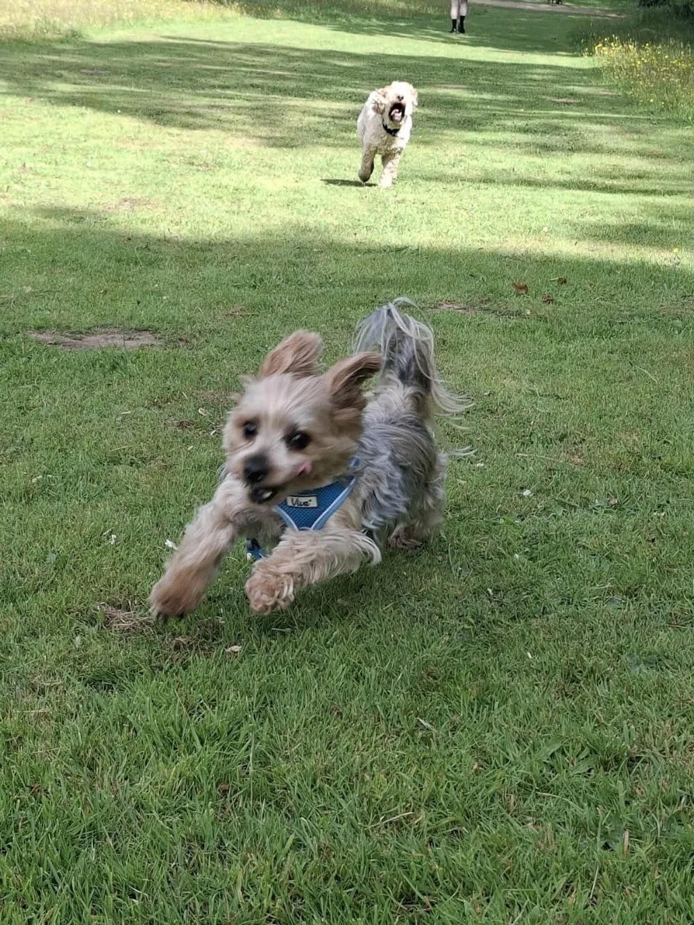 Furget me knot dog boarding services - Neath Port Talbot pet otel