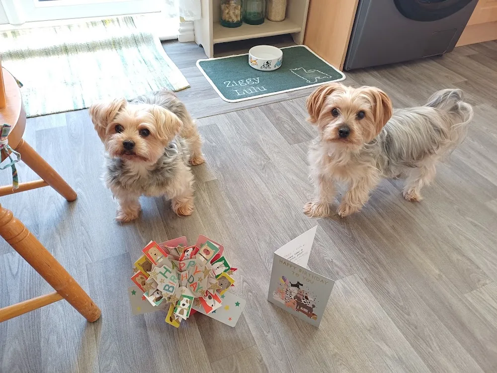 Furget me knot dog boarding services - Neath Port Talbot pet otel görseli 3