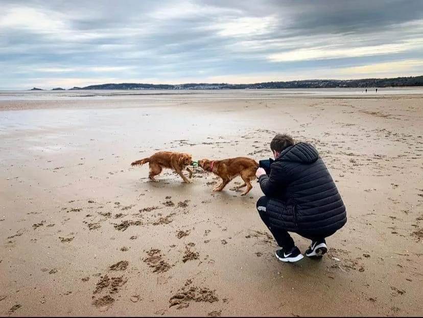 Golden K9 Home Boarding - Neath Port Talbot pet otel