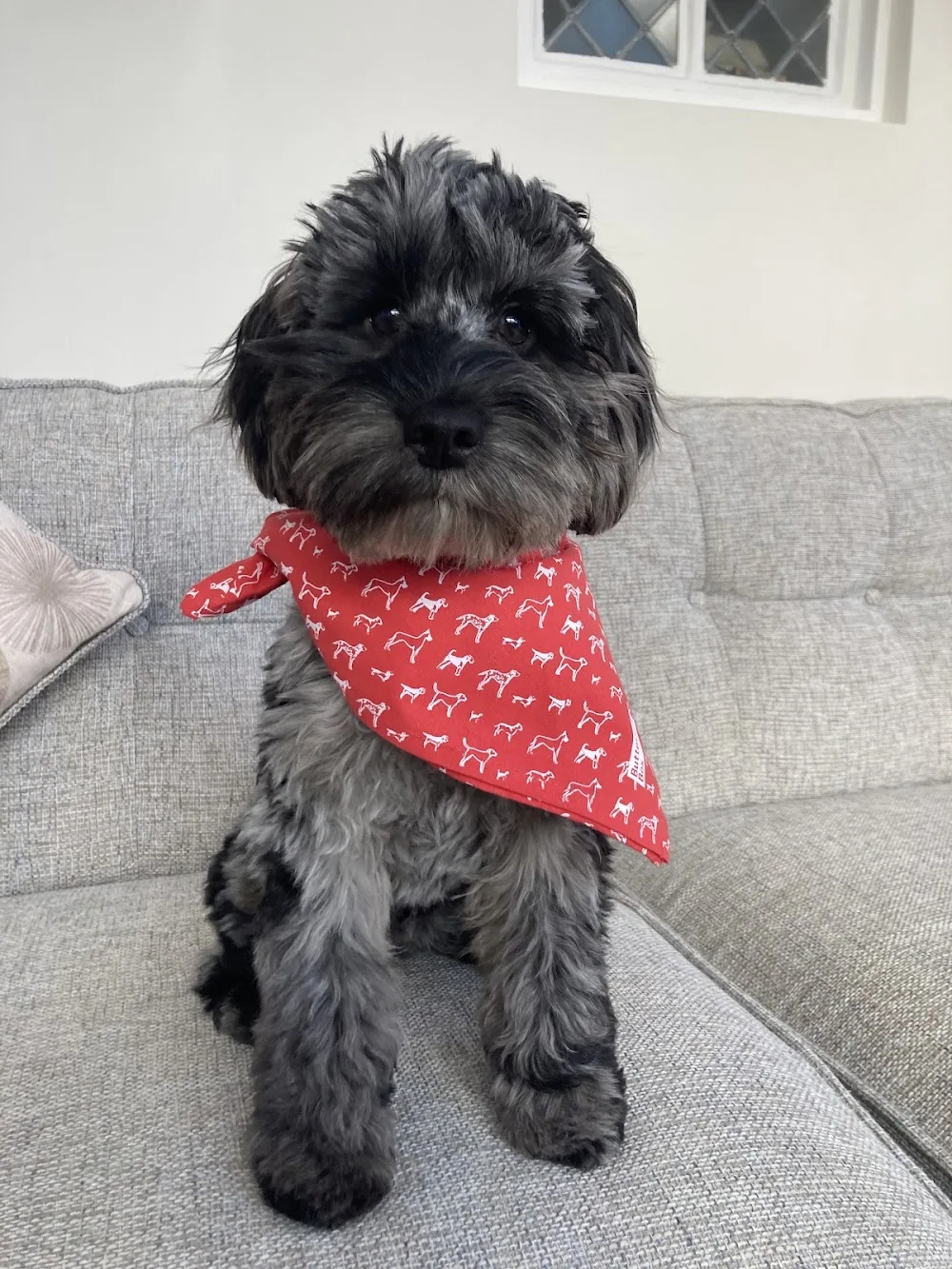 Happy Tails Dog day care and home boarding - Neath Port Talbot pet otel