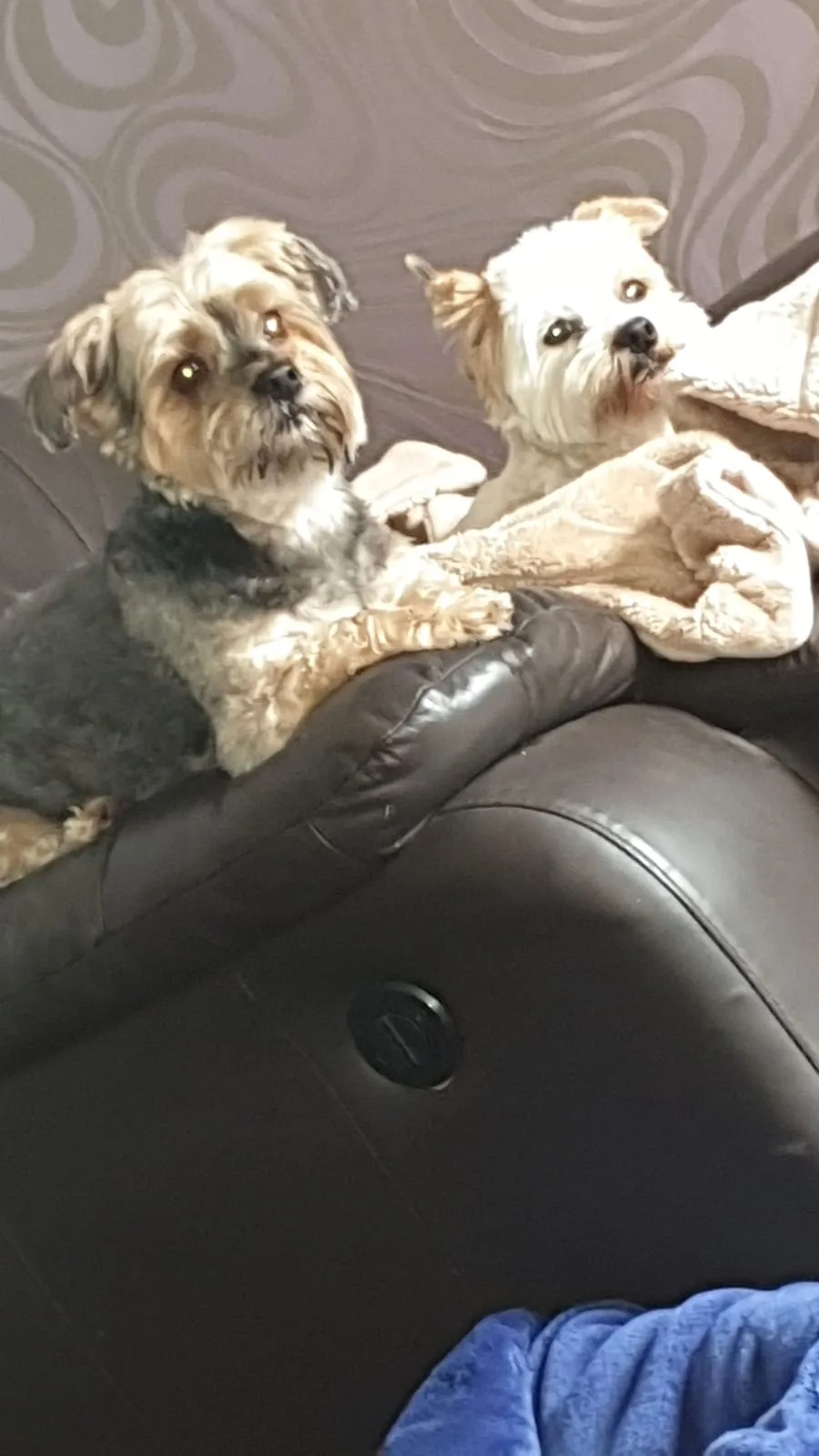 Mags Doggy Holidays - Neath Port Talbot pet otel görseli 2