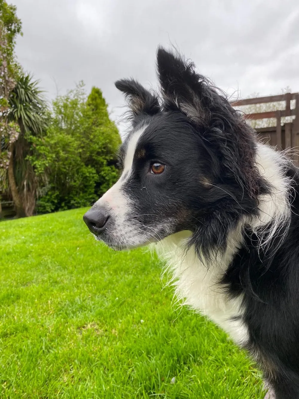 Meadow Vale Pet Paradise - Neath Port Talbot pet otel görseli 3