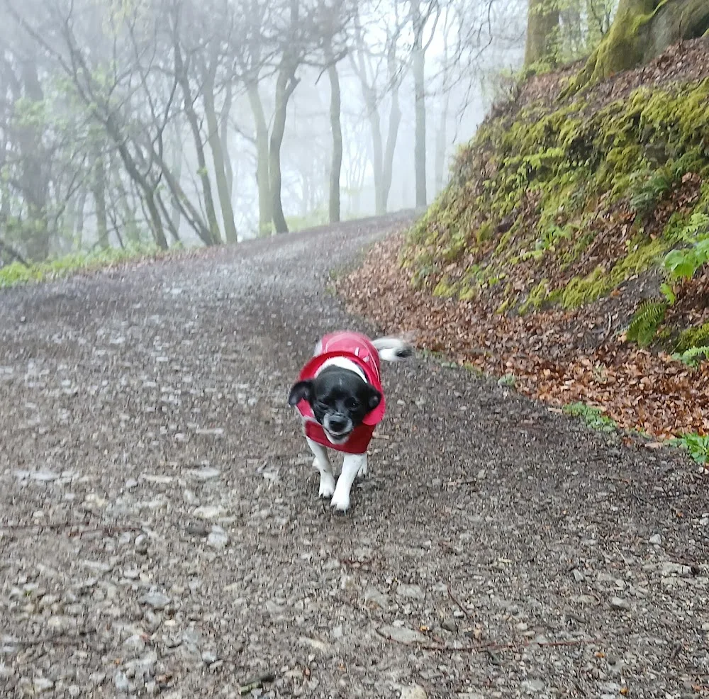 Oak Tree Pet Care Services - Neath Port Talbot pet otel görseli 3