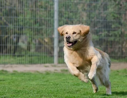 Sunnybank Boarding Kennels - Neath Port Talbot pet otel görseli 3