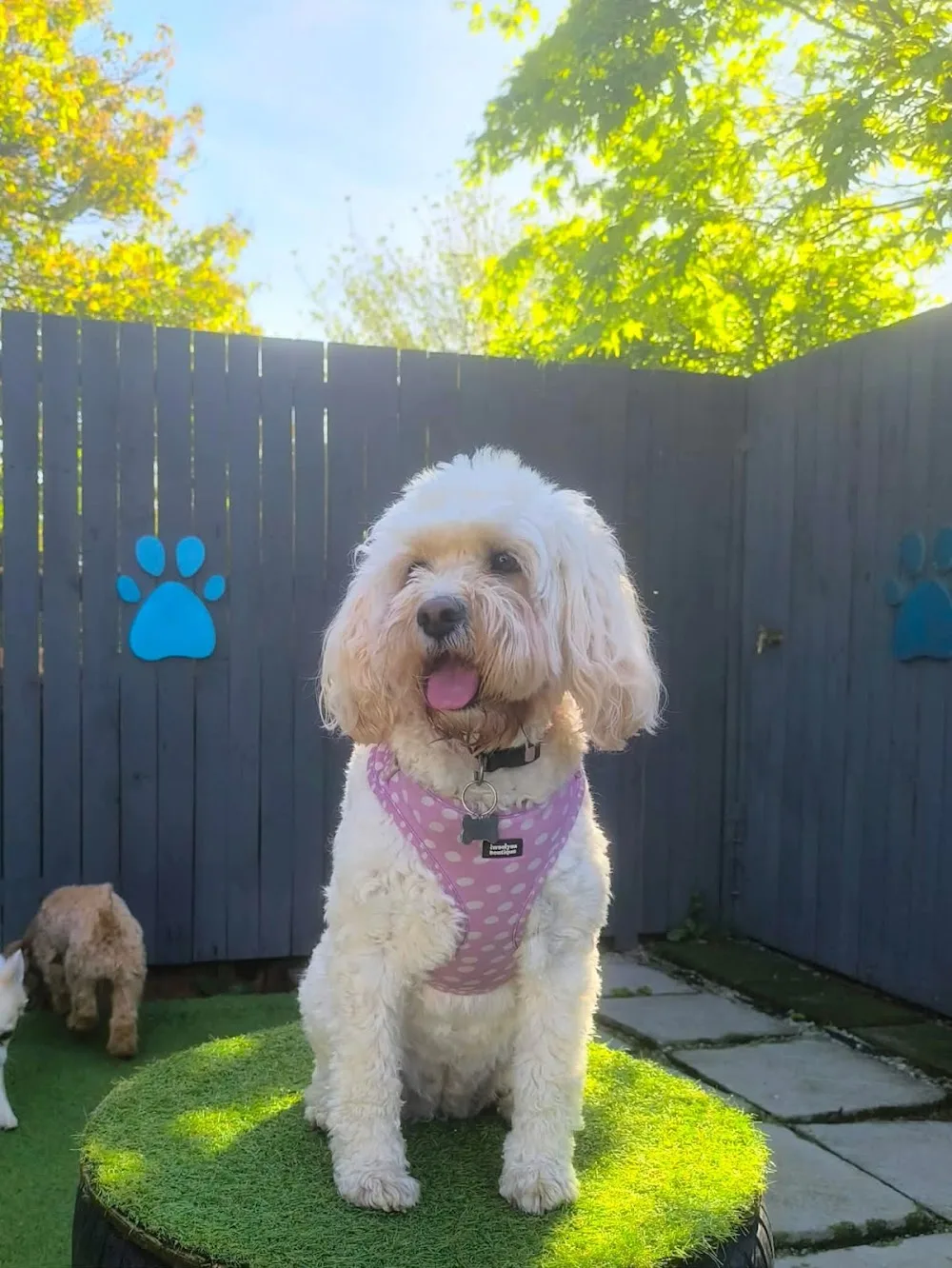 The Canine Cottage - Neath Port Talbot pet otel görseli 2