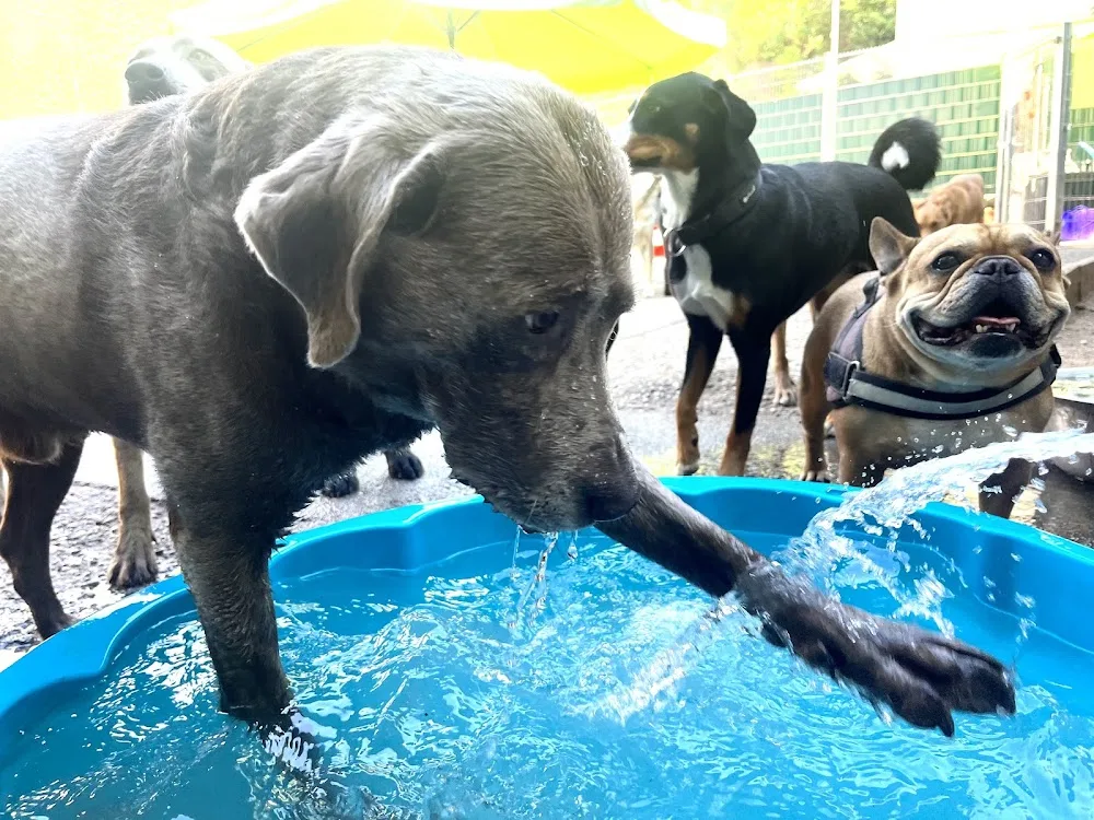 Hundehotel Neckartal - Neckargemünd pet otel