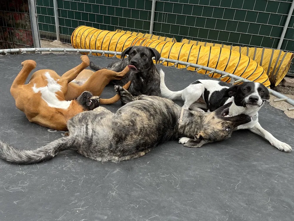 Hundehotel Neckartal - Neckargemünd pet otel görseli 3