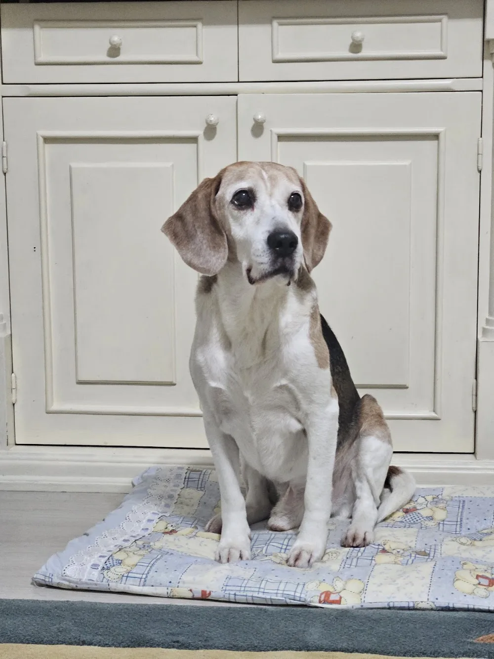 Neşeli Pet Otel | Köpek Oteli | Kedi Oteli - Istanbul pet otel görseli 3