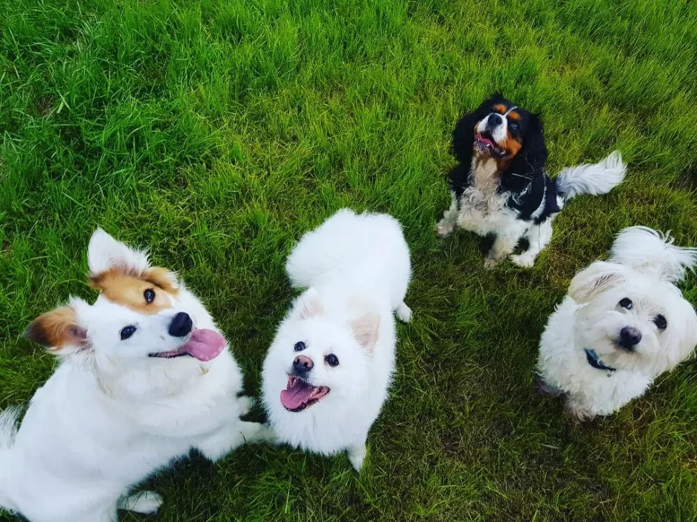 Neşeli Pet Otel | Köpek Oteli | Kedi Oteli - Istanbul pet otel görseli 6