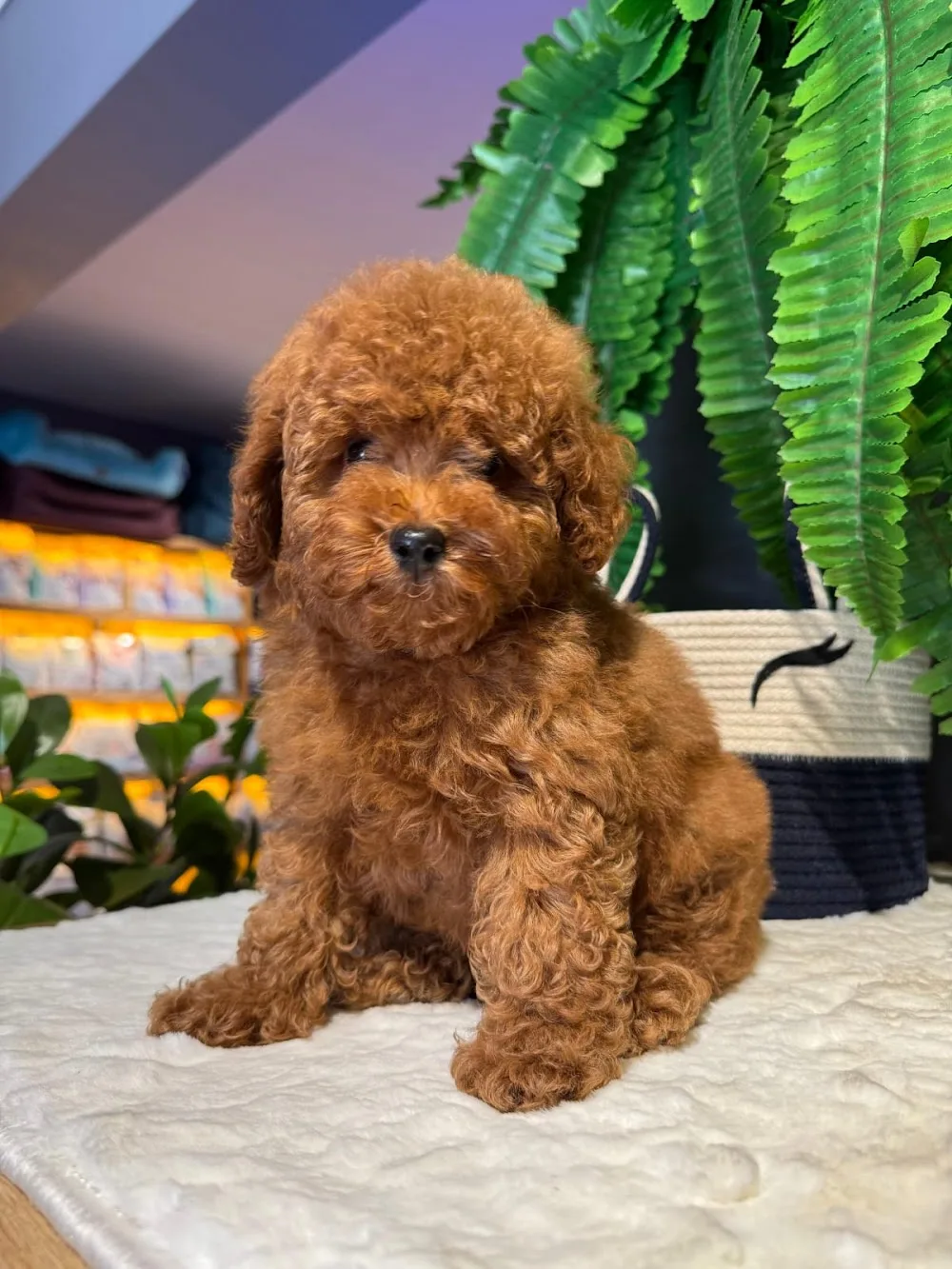 Ness Butik Köpek Evi & Pet Otel - Kocaeli pet otel