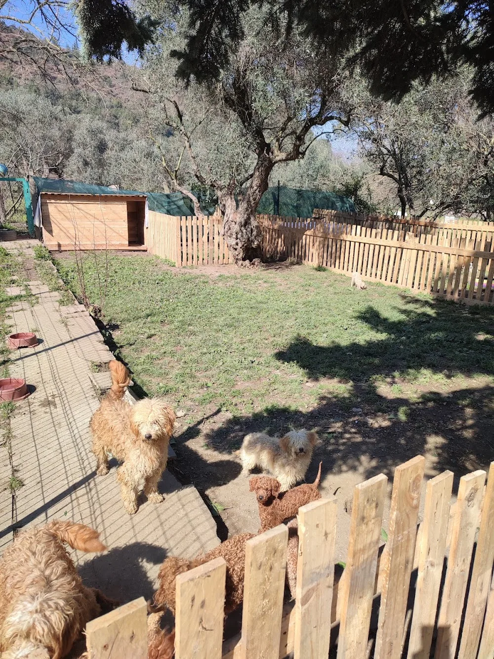 Ness Butik Köpek Evi & Pet Otel - Kocaeli pet otel görseli 3