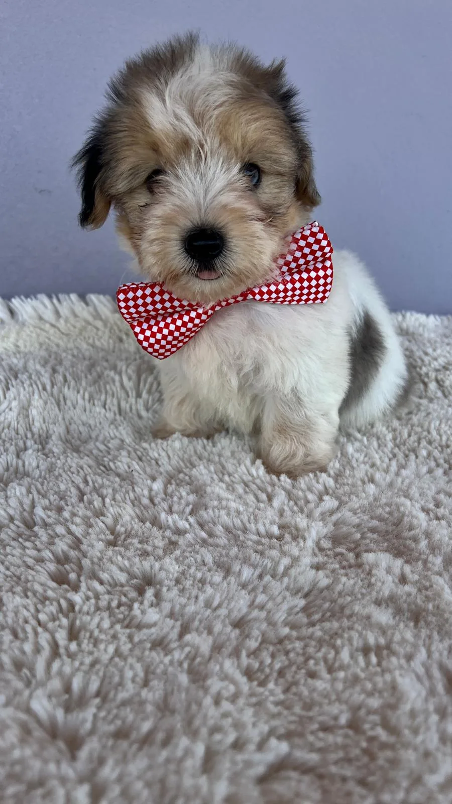 NESS BUTİK KÖPEK EVİ & PET OTELİ - Kocaeli pet otel görseli 2