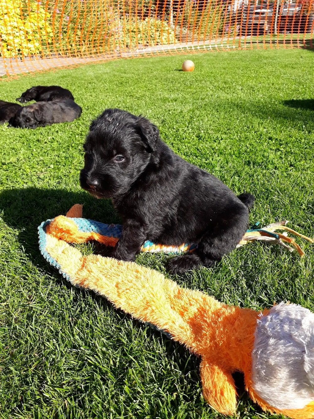 Bouvierkennel v. Caya's Home - Netherlands pet otel