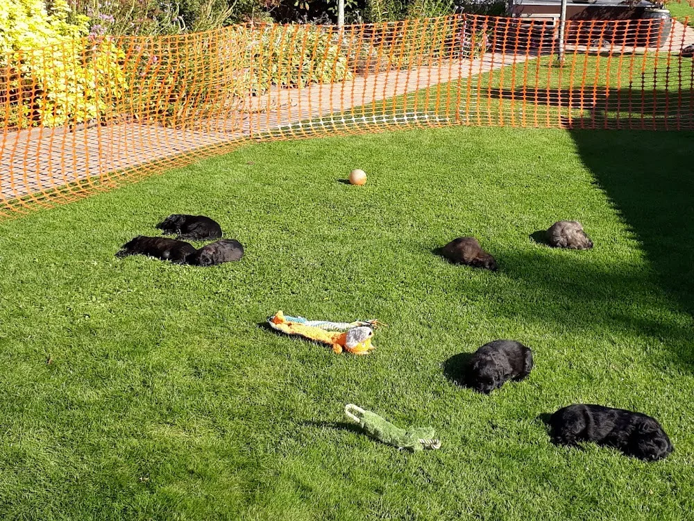 Bouvierkennel v. Caya's Home - Netherlands pet otel görseli 3