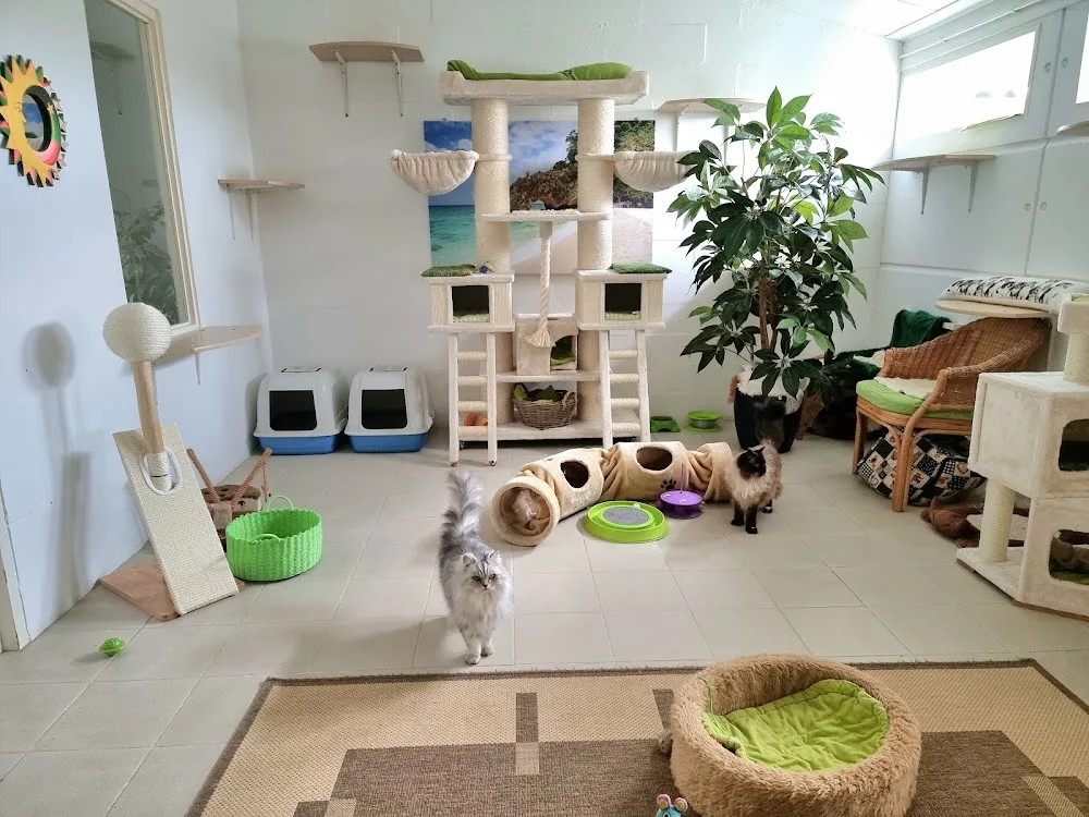 De Kattenhoeve - Exclusief Kattenhotel - Netherlands pet otel görseli 3