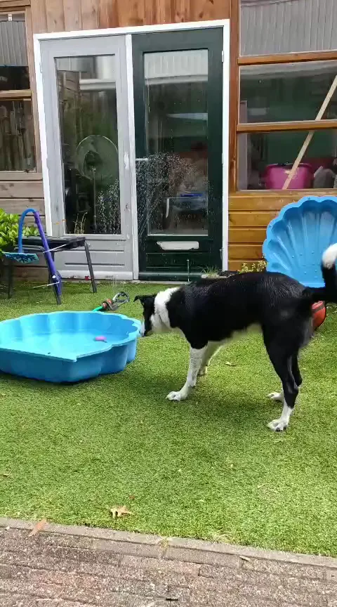 Dierenpension Benitons - Netherlands pet otel