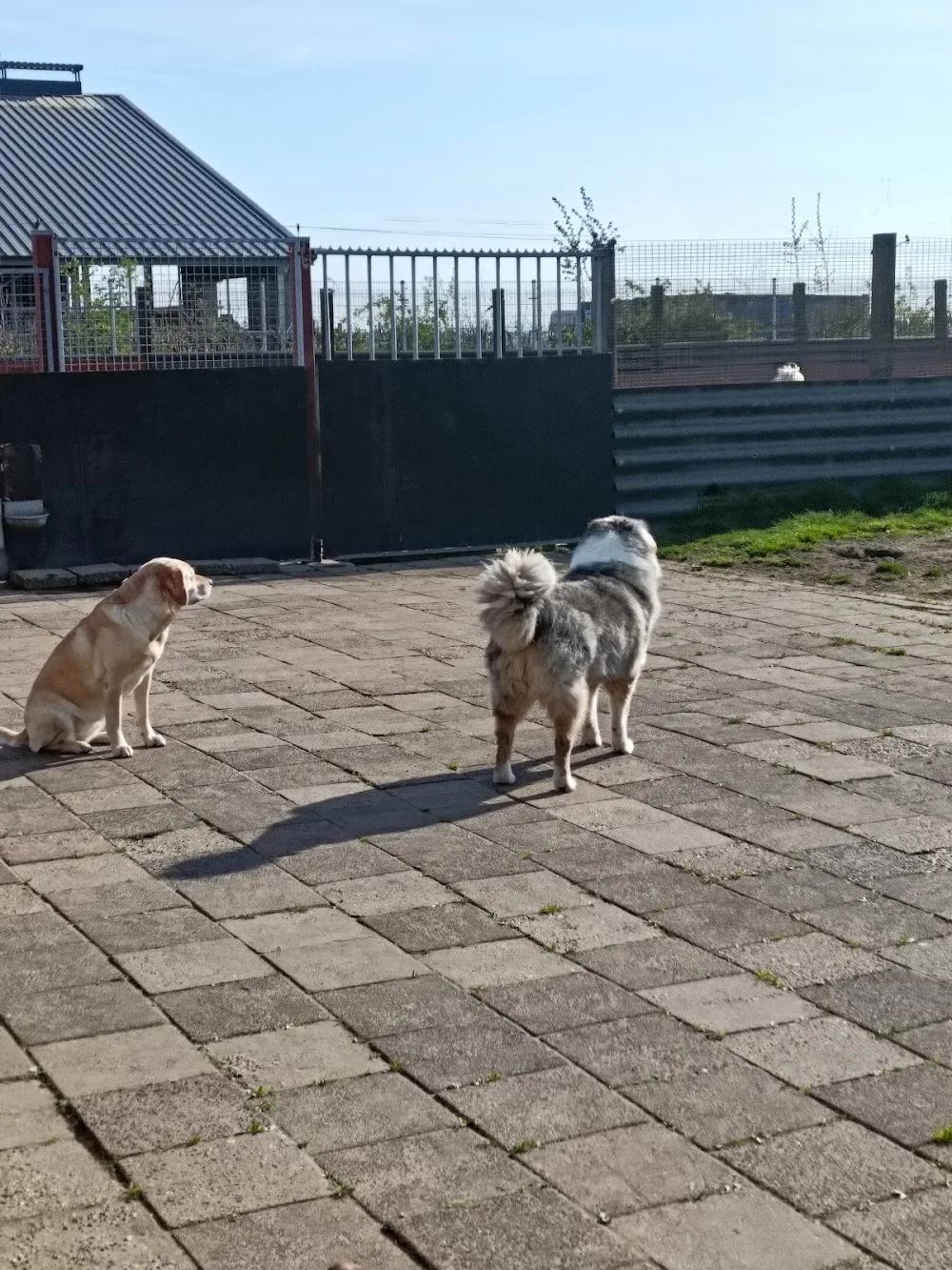 Dierenpension Beukers - Netherlands pet otel
