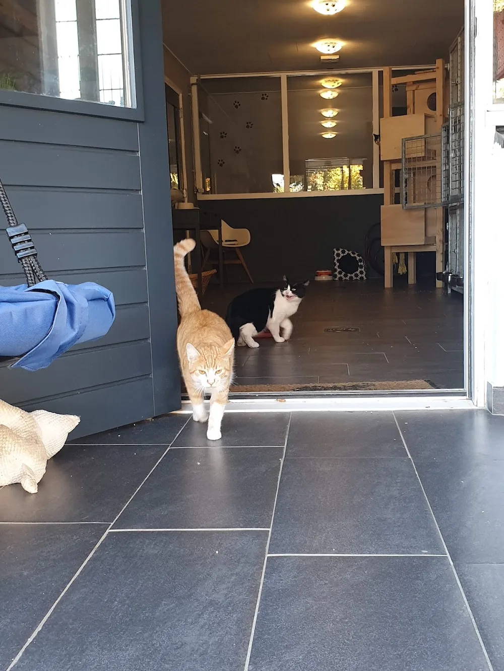 Dierenpension Chateau Animaux - Netherlands pet otel görseli 3