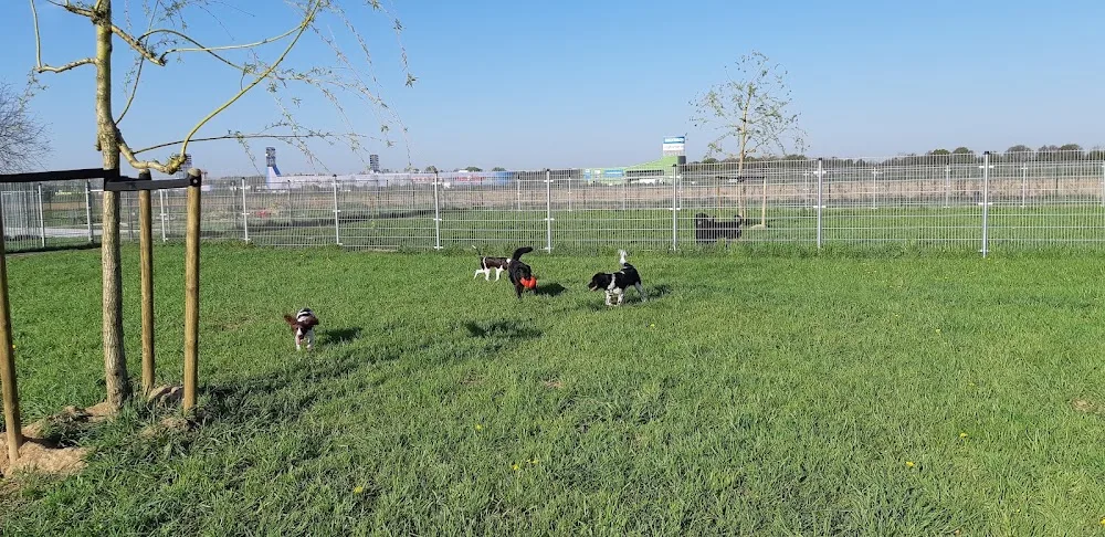 Dierenpension Roermond - Netherlands pet otel görseli 3