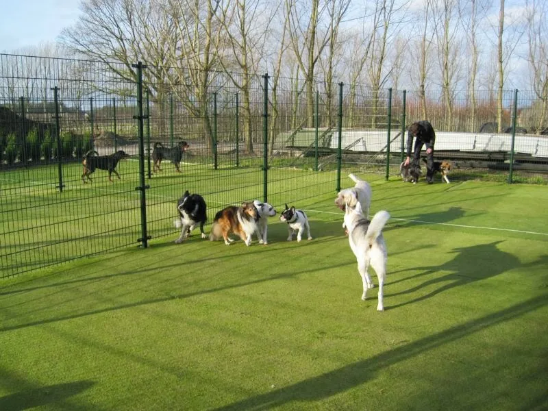 Het Hondenhotel - Netherlands pet otel görseli 3
