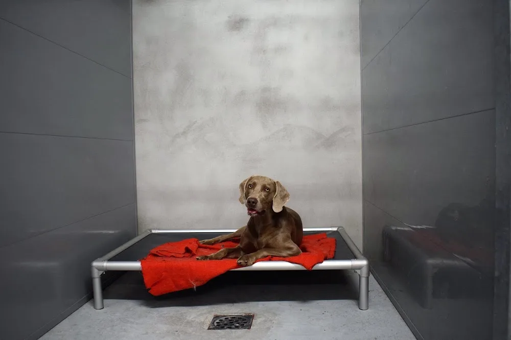 Hondenpension Midden Nederland - Netherlands pet otel görseli 3