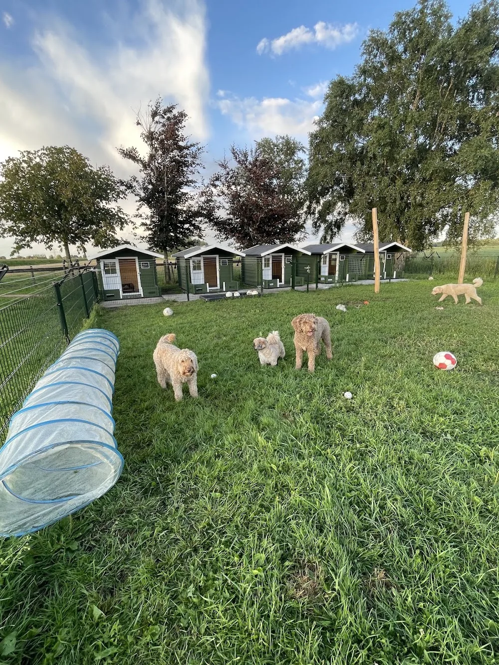hondenpension Zeldenrust - Netherlands pet otel