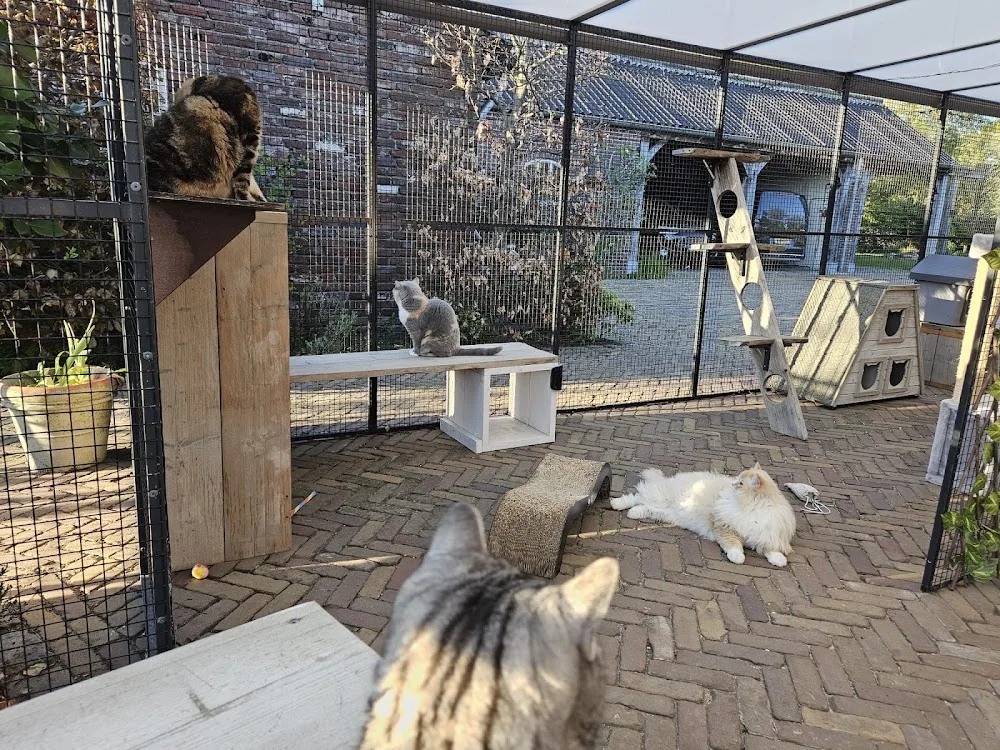 Kattenhotel Catz te Deurne - Netherlands pet otel görseli 3