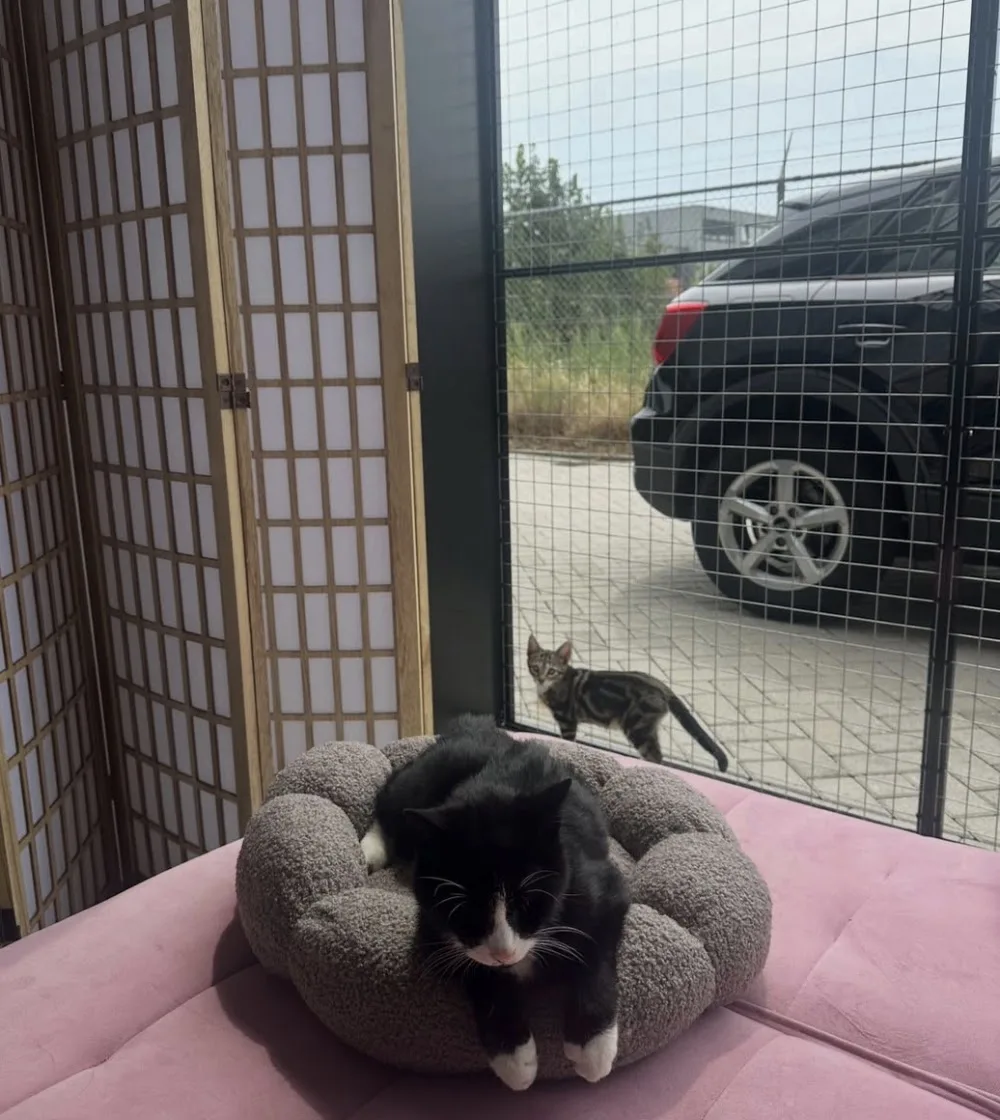 Kattenhotel Huis & Hart Veenendaal - Netherlands pet otel görseli 3
