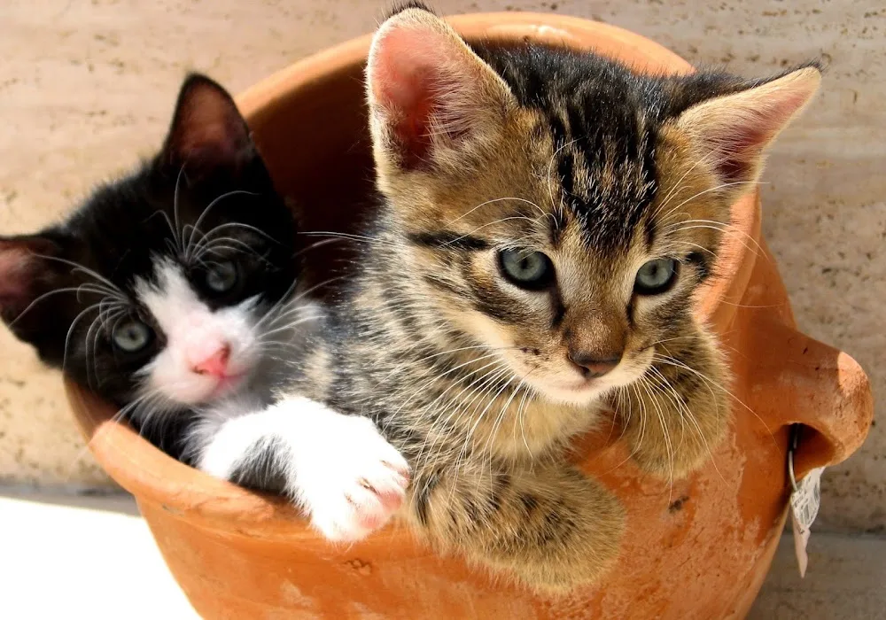 Kattenhotel Lorenzo - Netherlands pet otel