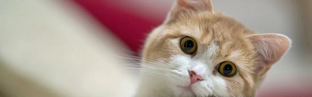 Kattenoppas Den Bosch & Omstreken🐈⬛ - Netherlands pet otel görseli 2