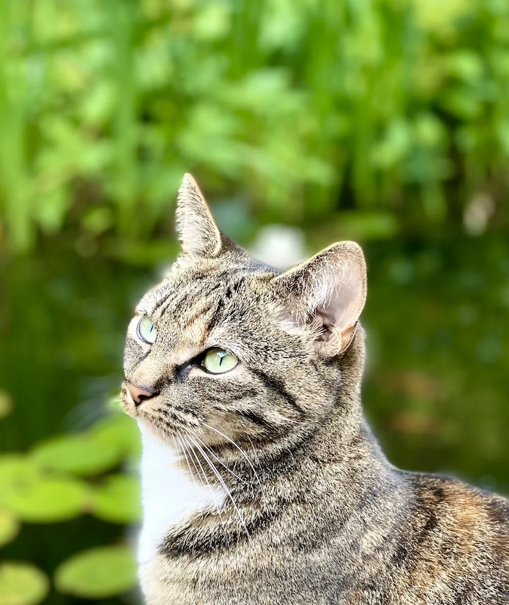 Kattenoppas Den Bosch & Omstreken🐈⬛ - Netherlands pet otel görseli 3