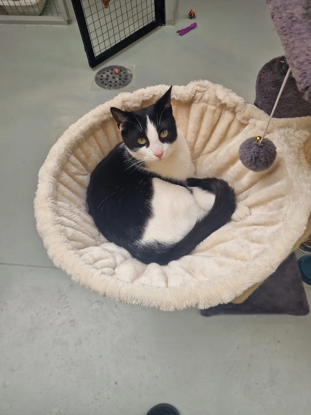 Kattenpension d'n Diesdonk - Netherlands pet otel