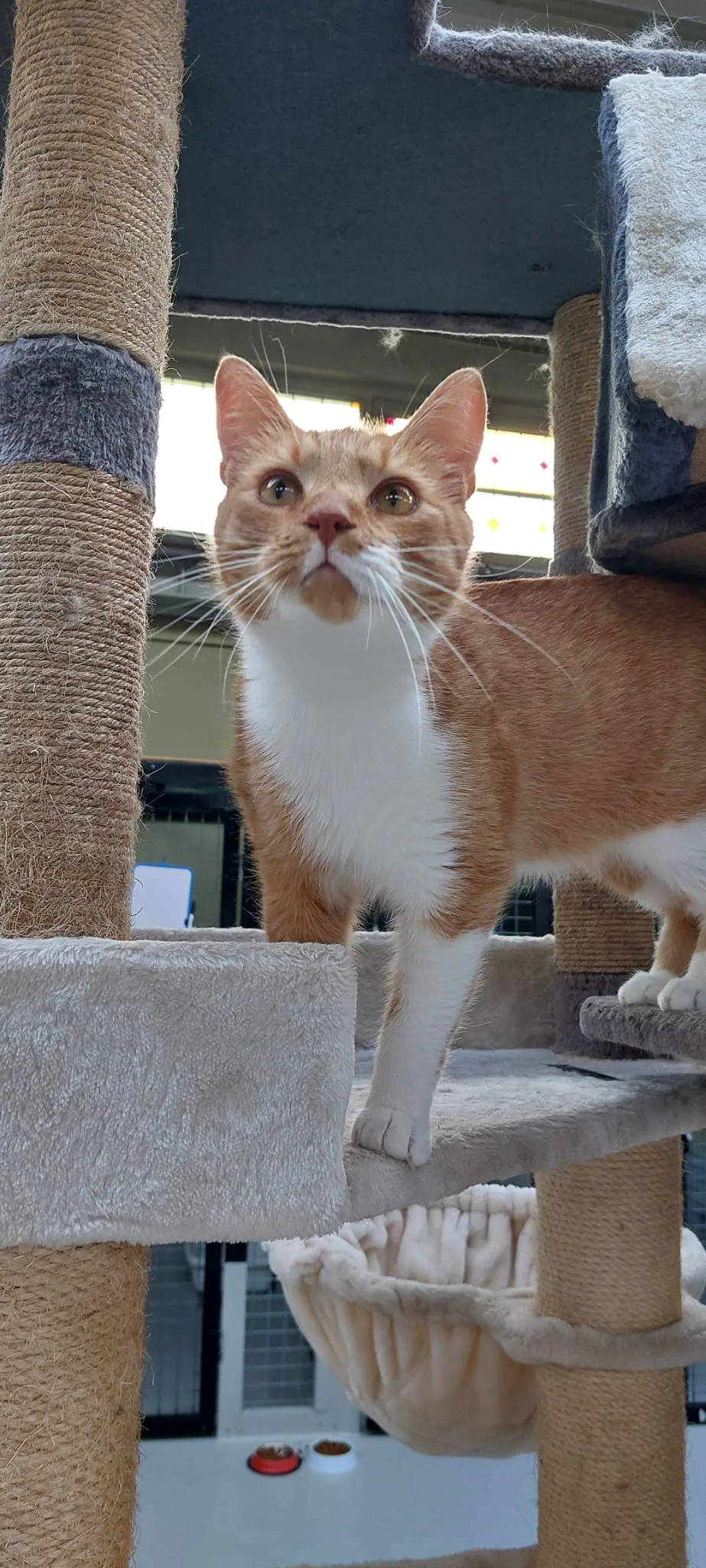 Kattenpension d'n Diesdonk - Netherlands pet otel görseli 5