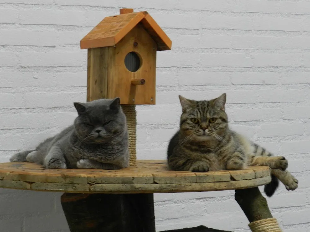 Kattenpension en Trimsalon Ventura - Netherlands pet otel